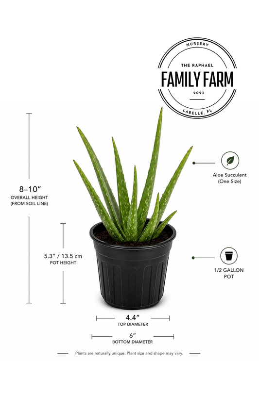 Aloe Vera Plant (Aloe Barbadensis Miller)