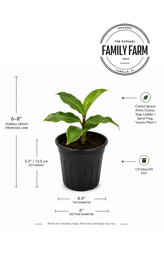Insulin Plant (Costus Igneus)
