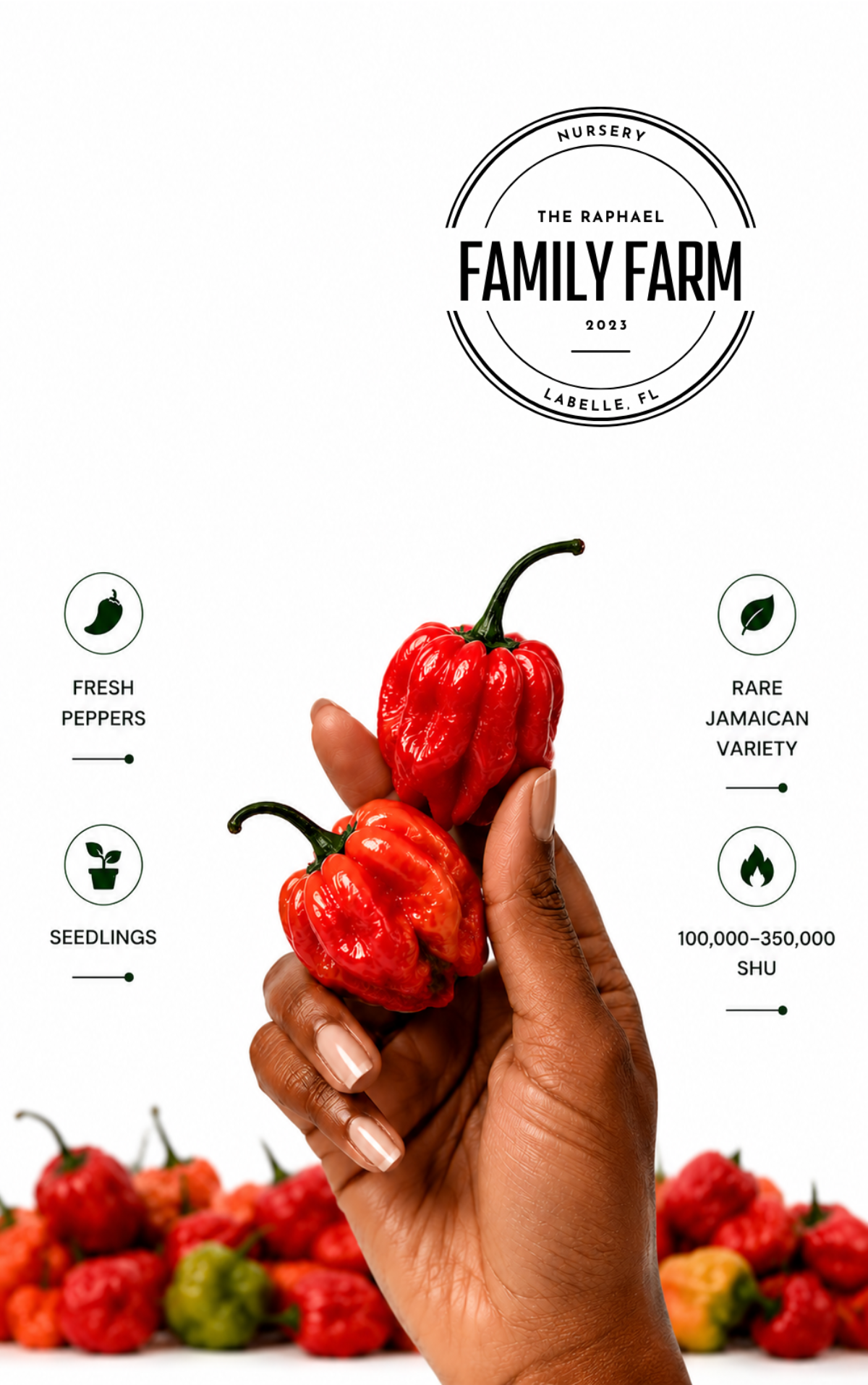 Fresh Red Scotch Bonnet peppers, Jamaican variety, grown in Florida
