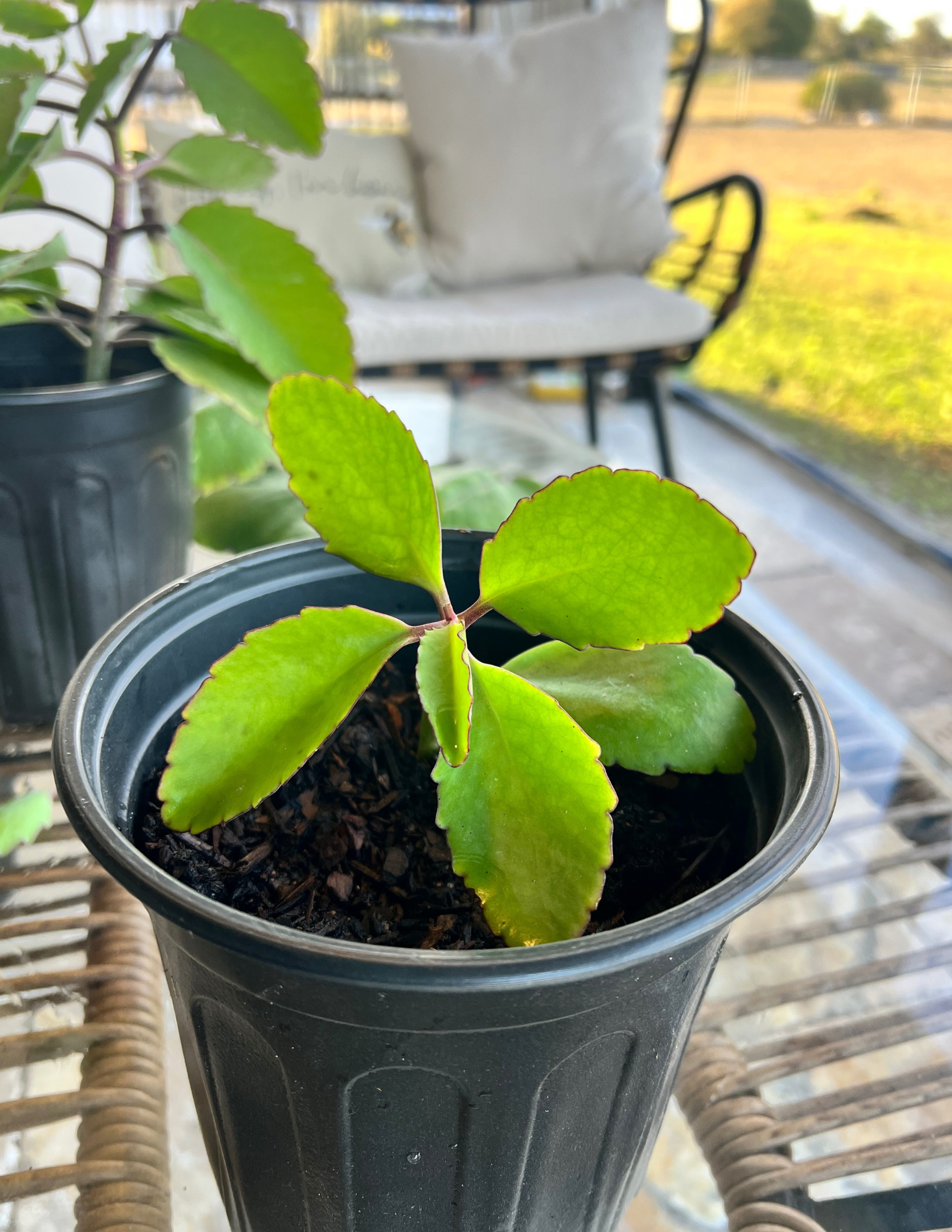 Miracle Leaf Plant (Kalanchoe Pinnata)