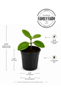 Miracle Leaf Plant (Kalanchoe Pinnata)