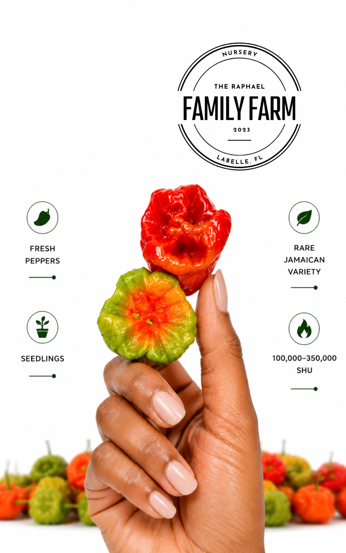 Fresh Mushroom Red peppers, rare Jamaican variety grown at The Raphael Family Farm