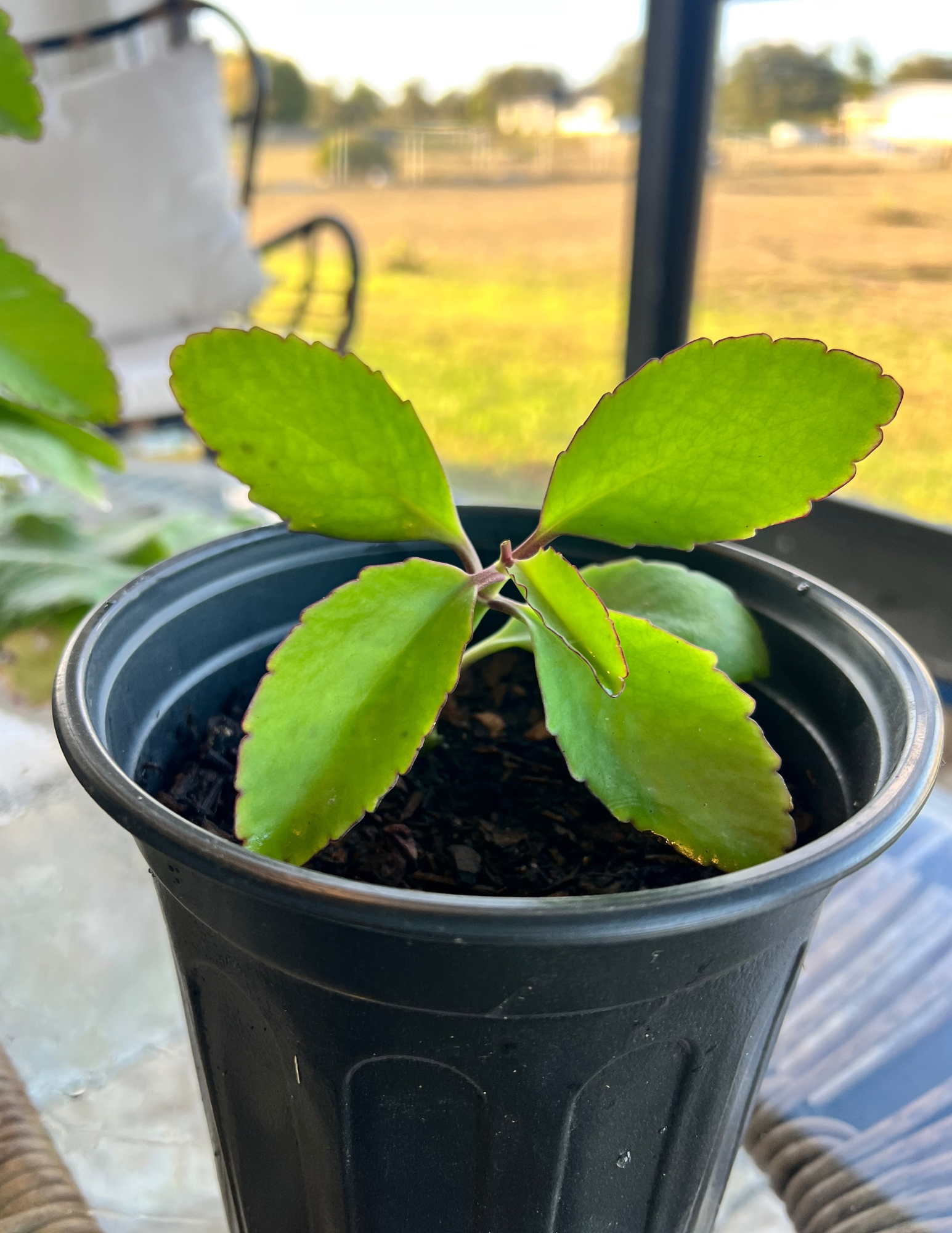 Miracle Leaf Plant (Kalanchoe Pinnata)