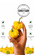 Fresh Yellow Scotch Bonnet peppers grown at The Raphael Family Farm in Florida