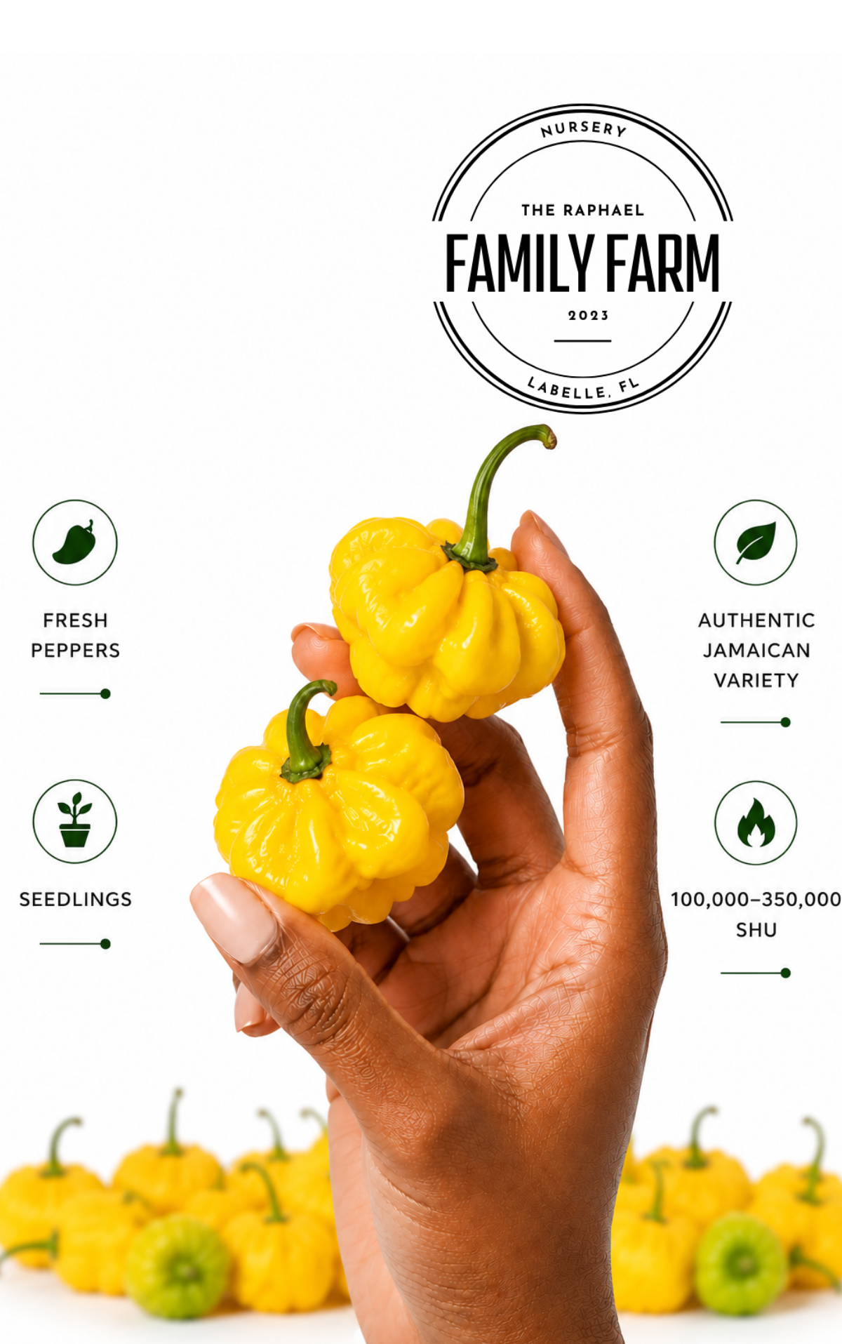 Fresh Yellow Scotch Bonnet peppers grown at The Raphael Family Farm in Florida