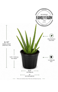 Aloe Vera Plant (Aloe Barbadensis Miller)