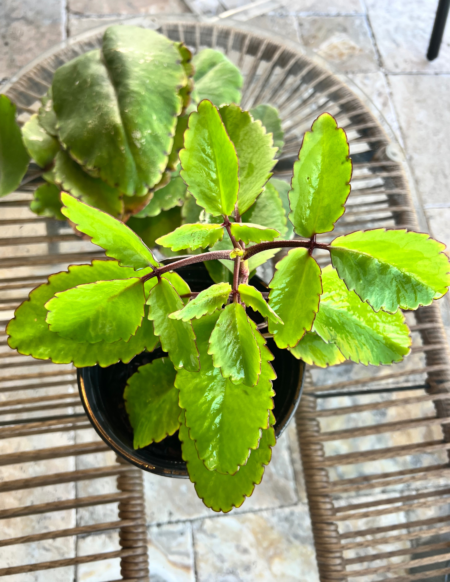 Miracle Leaf Plant (Kalanchoe Pinnata)