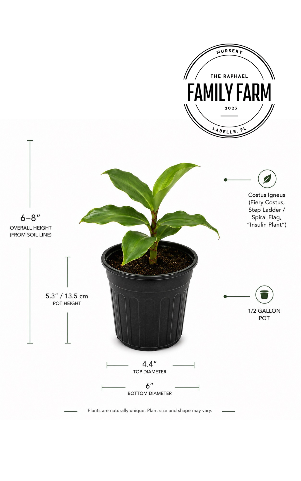 Insulin Plant (Costus Igneus)