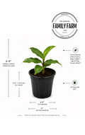 Insulin Plant (Costus Igneus)