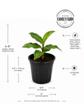 Insulin Plant (Costus Igneus)