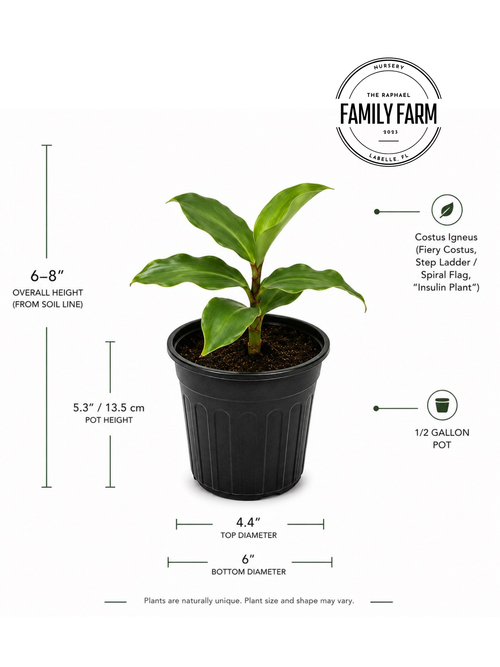 Insulin Plant (Costus Igneus)