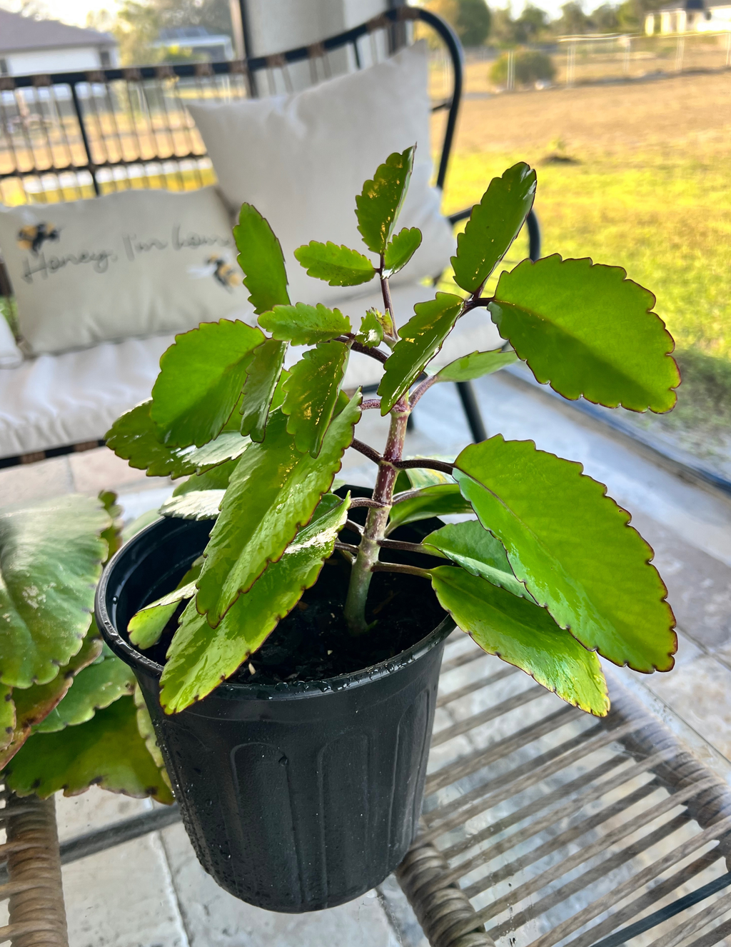 Miracle Leaf Plant (Kalanchoe Pinnata)