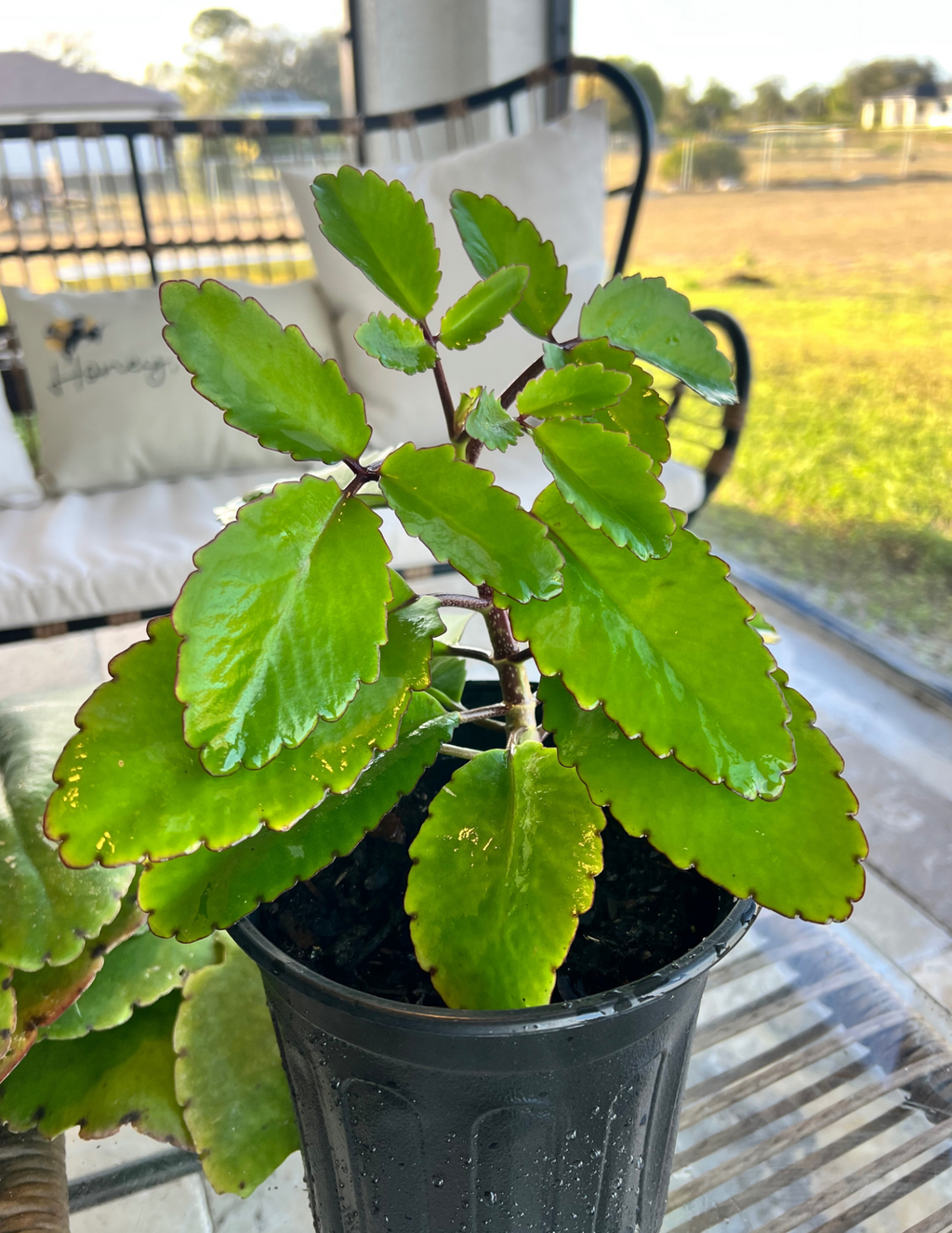 Miracle Leaf Plant (Kalanchoe Pinnata)