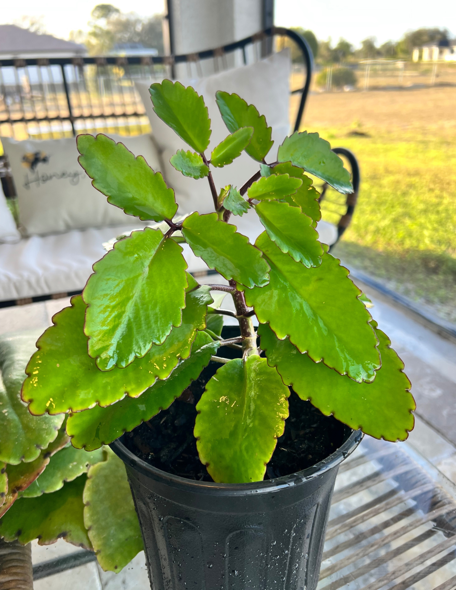 Miracle Leaf Plant (Kalanchoe Pinnata)