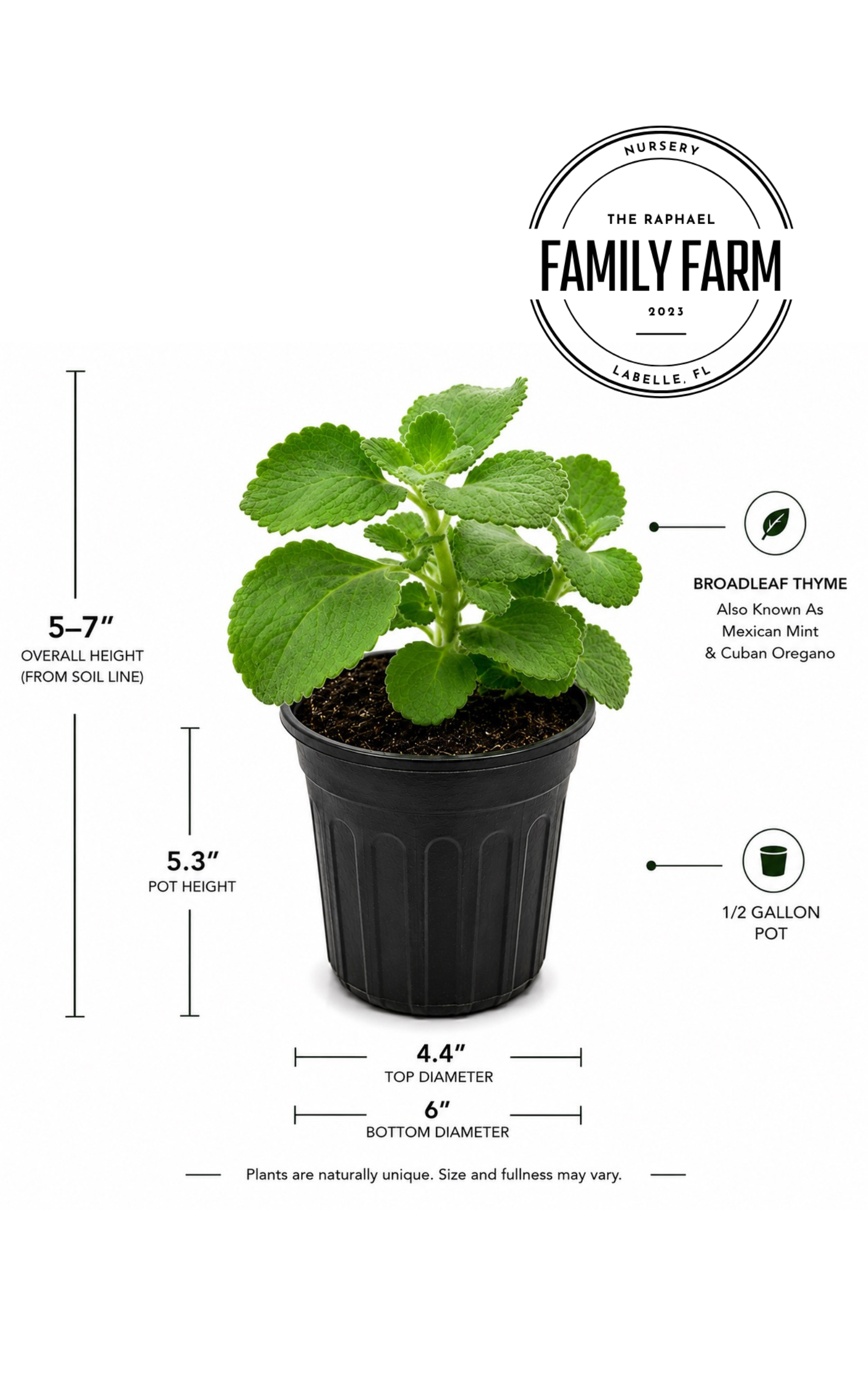 Broadleaf Thyme (Mexican Mint / Cuban Oregano) Live Plant – 1/2 Gallon Pot